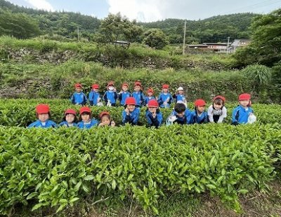 小学3年生　お茶摘み体験に行きました。