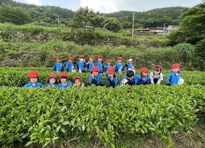 お茶摘み体験