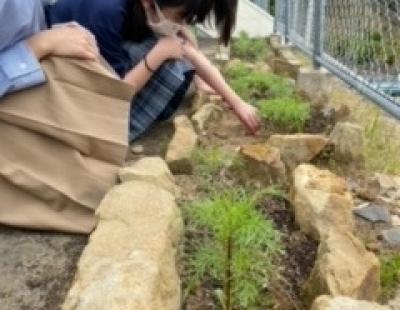 コスモスが大きくなっています！！