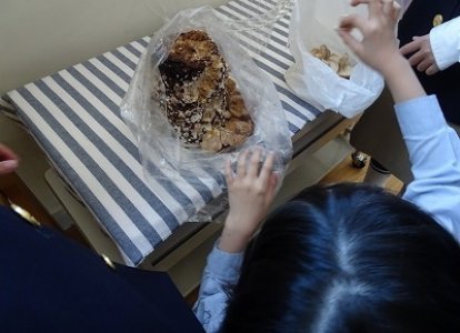 しいたけの栽培 7日目 収穫
