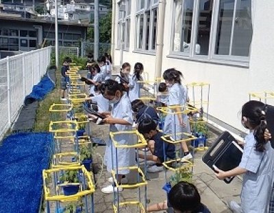 小1 あさがお観察