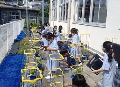 小1 あさがお観察