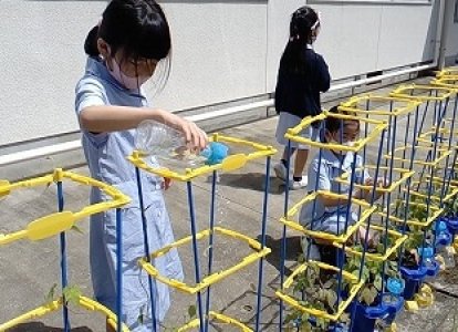 小1 あさがお観察