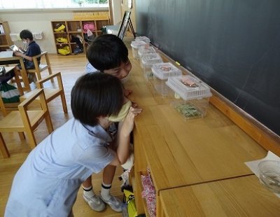 小3理科　チョウの育ち方を観察しよう