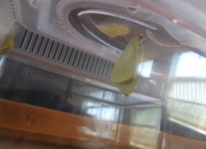 チョウの育ち方を観察