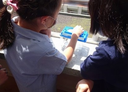 チョウの育ち方を観察