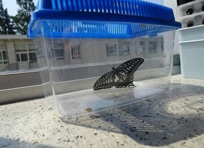チョウの育ち方を観察
