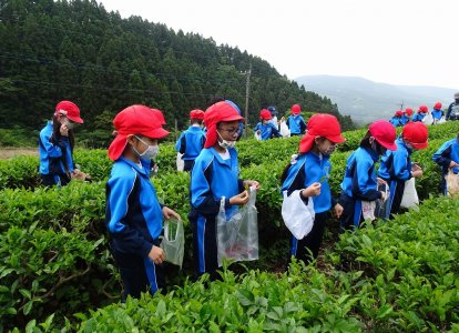 茶摘み体験