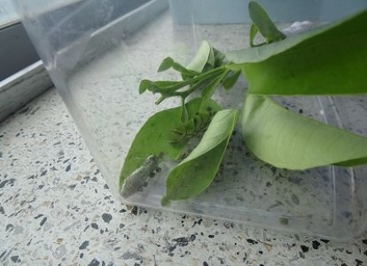 モンシロチョウのたまごの観察