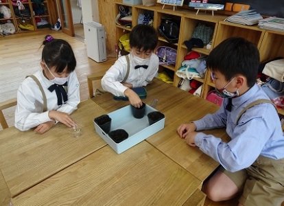 たねの観察
