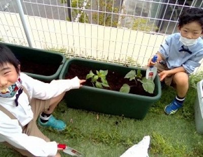 小2生活科「野菜を育てよう」いろいろな野菜を植えたよ。早く大きくなあれ！