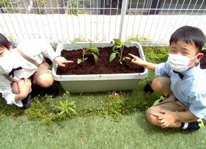 生活科「野菜を育てよう」