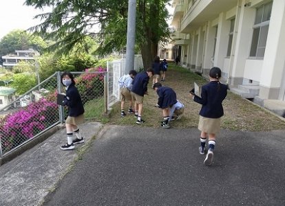 学校の自然観察