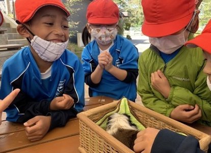 モルモットとの触れ合い
