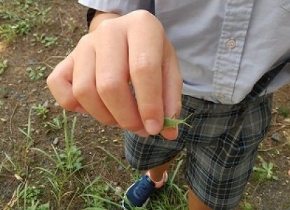 秋の生きもの見つけたよ！
