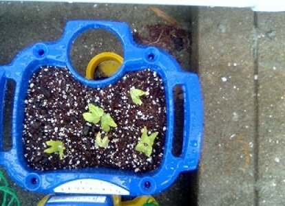 あさがおが芽を出しました。
