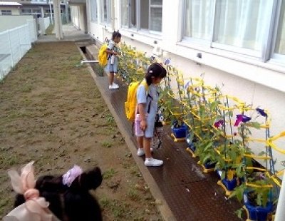 アサガオの花がいっぱいです。