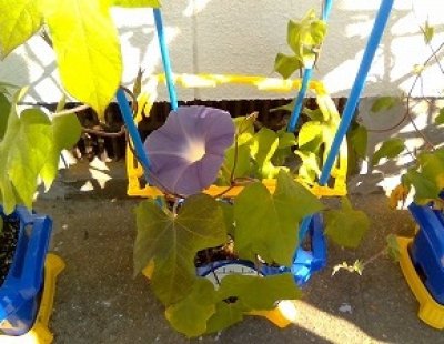 アサガオがきれいな花を咲かせています。