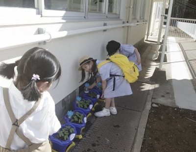こども達と一緒にアサガオも元気に育っています。毎日きれいな花が咲くのを楽しみに水やりをしています。