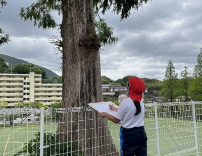 木っておもしろいな　小学校４年生