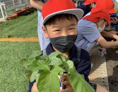 小学１年生　あさがおが育っています