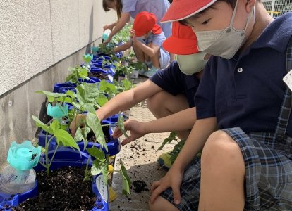 生活の学習であさがおを育てています。